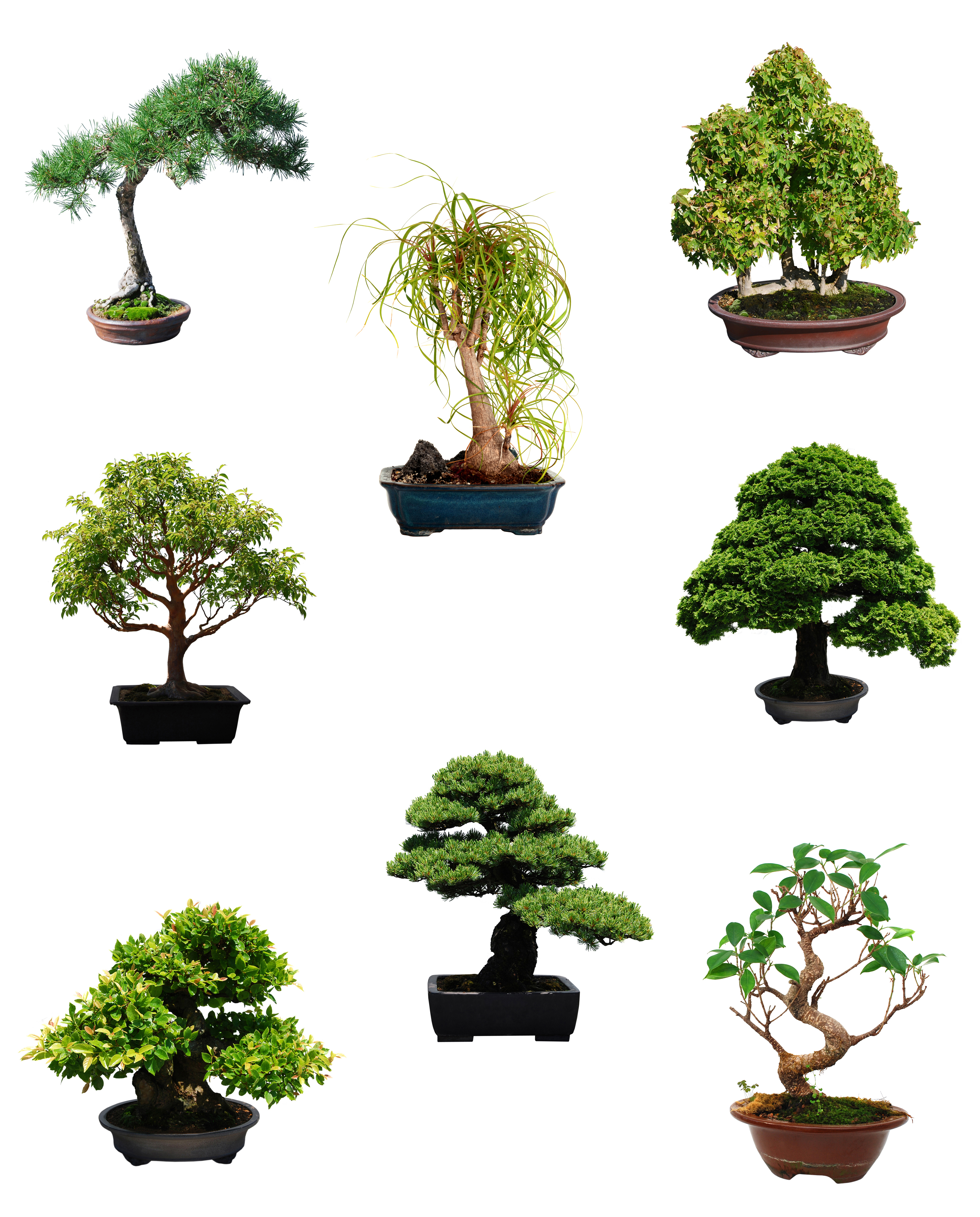 The Origin of Bonsai  DREAM DESIGN DISCOVER with Lisa 