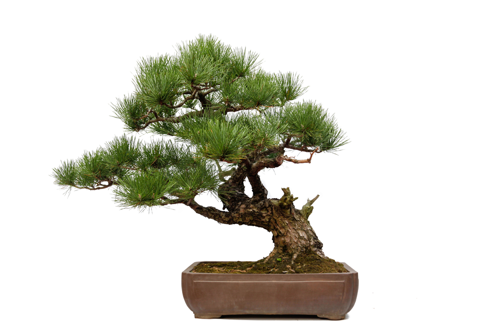  semi cascade bonsai  blog DREAM DESIGN DISCOVER with 